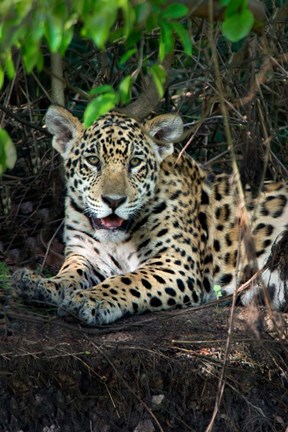 Framed Jaguar, Pantanal Wetlands, Brazil Print