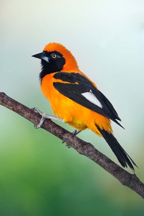 Framed Venezuelan Troupial, Pantanal Wetlands, Brazil Print