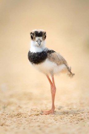 Framed Pied Plover Chick, Pantanal Wetlands, Brazil Print