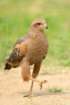 Framed Savanna Hawk, Pantanal Wetlands, Brazil Print