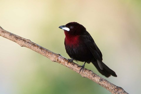 Framed Silver-Beaked Tanage, Pantanal Wetlands, Brazil Print
