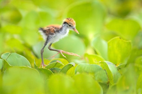 Framed Northern Jacana Chick, Pantanal Wetlands, Brazil Print