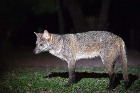 Framed Crab-Eating Fox, Pantanal Wetlands, Brazil Print