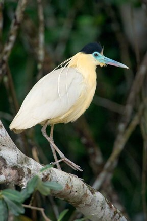 Framed Capped Heron, Pantanal Wetlands, Brazil Print