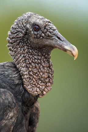 Framed Black Vulture, Pantanal Wetlands, Brazil Print