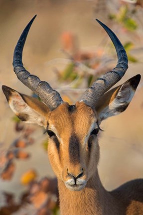 Framed Black-Faced Impala, Etosha National Park, Namibia Print