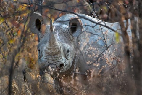 Framed Black Rhinoceros, Etosha National Park, Namibia Print