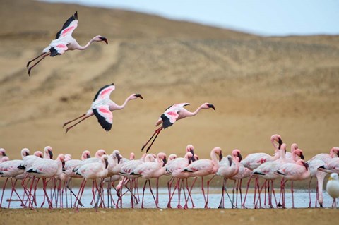 Framed Greater Flamingos, Namibia Print