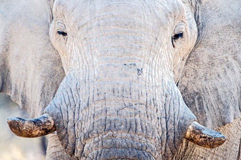 Framed African Elephant, Etosha National Park, Namibia Print