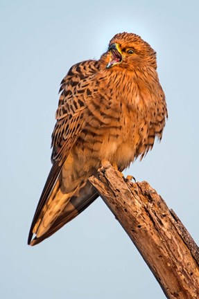 Framed Greater Kestrel, Etosha National Park, Namibia Print