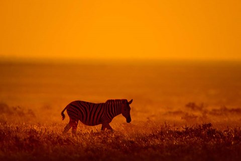 Framed Zebra in a Field, Etosha National Park, Namibia Print