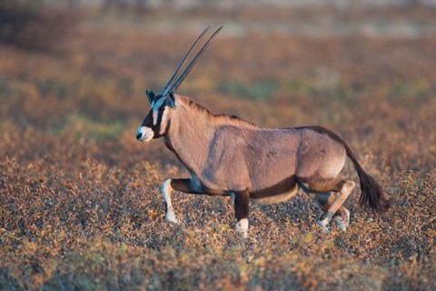 Framed Gemsbok, Etosha National Park, Namibia Print