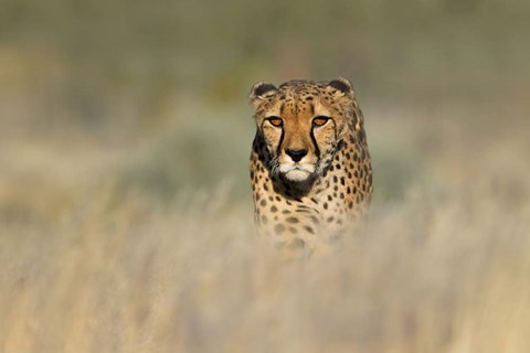 Framed Cheetah, Etosha National Park, Namibia Print