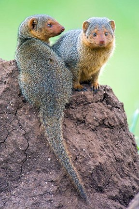 Framed Dwarf Mongooses, Tarangire National Park, Tanzania Print