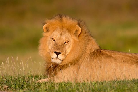 Framed African Lion, Ndutu, Ngorongoro Conservation Area, Tanzania Print