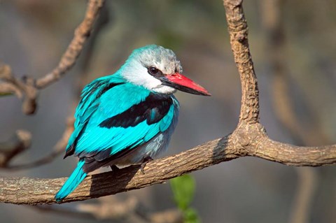 Framed Woodland Kingfisher, Tarangire National Park, Tanzania Print