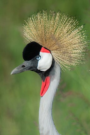 Framed Grey Crowned Crane, Ngorongoro Crater, Tanzania Print