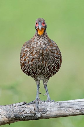 Framed Grey-Breasted Spurfowl, Ndutu, Ngorongoro Conservation Area, Tanzania Print