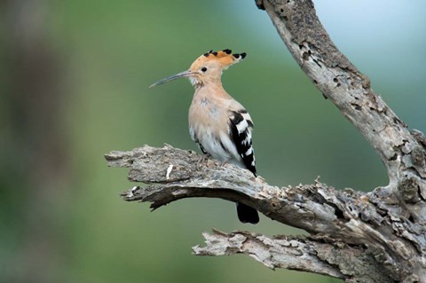 Framed African Hoopoe, Ndutu, Ngorongoro Conservation Area, Tanzania Print
