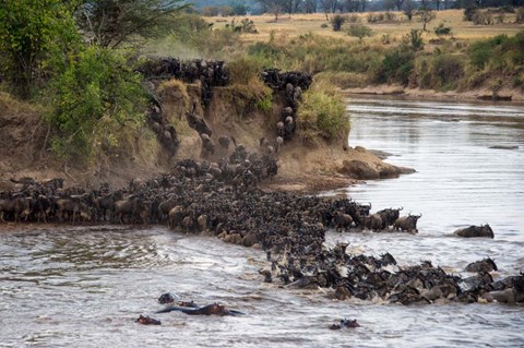 Framed Wildebeests crossing Mara River, Serengeti National Park, Tanzania Print