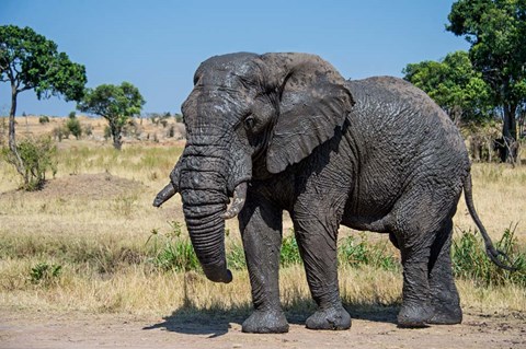 Framed African Elephant, Ndutu, Ngorongoro Conservation Area, Tanzania Print