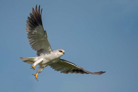 Framed Black-Shouldered Kite, Ngorongoro Conservation Area, Tanzania Print