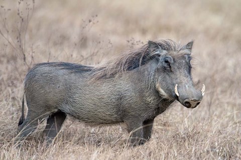 Framed Warthog,Tarangire National Park, Tanzania Print