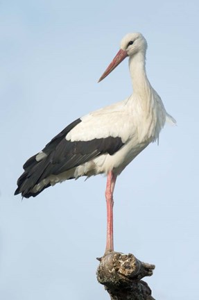 Framed White Stork, Ndutu, Ngorongoro Conservation Area, Tanzania Print