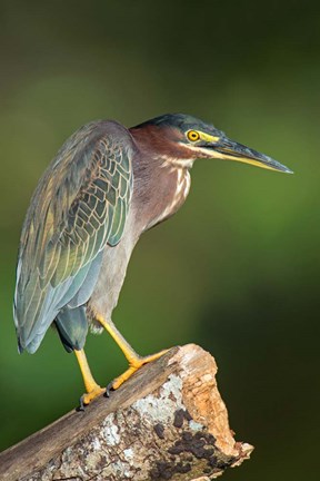 Framed Green Heron, Tortuguero, Costa Rica Print