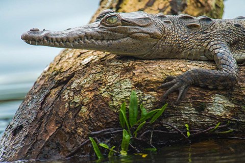 Framed American Crocodile, Tortuguero, Costa Rica Print