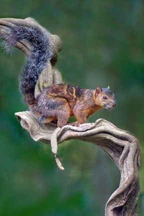 Framed Variegated Squirrel, Sarapiqui, Costa Rica Print