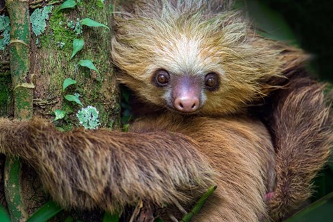 Framed Two-Toed Sloth, Tortuguero, Costa Rica Print