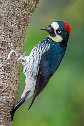 Framed Acorn Woodpecker, Costa Rica Print