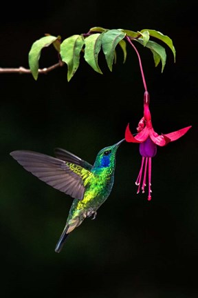 Framed Green Violetear, Savegre, Costa Rica Print