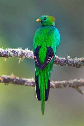 Framed Bird on a Branch, Savegre, Costa Rica Print