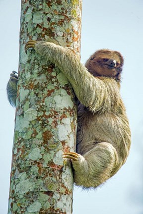 Framed Three-Toed Sloth, Sarapiqui, Costa Rica Print