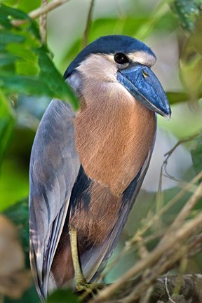 Framed Boat-Billed Heron, Tortuguero, Costa Rica Print
