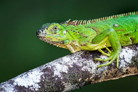 Framed Green Iguana, Tarcoles River, Costa Rica Print