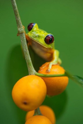 Framed Red-Eyed Tree Frog (Agalychnis callidryas), Tarcoles River, Pacific Coast, Costa Rica Print