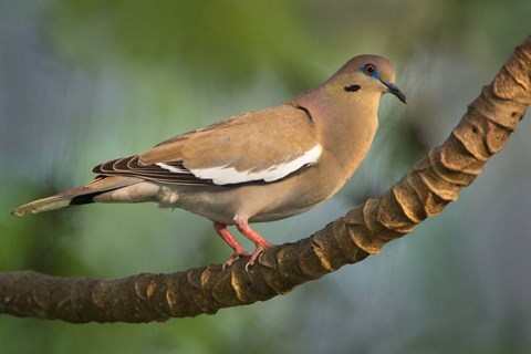 Framed White-Winged Dove, Tarcoles River, Costa Rica Print