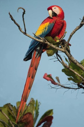 Framed Scarlet Macaw Tarcoles River, Pacific Coast, Costa Rica Print