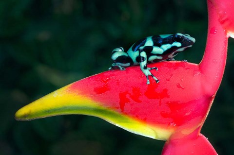 Framed Green and Black Poison Dart Frog, Sarapiqui, Costa Rica Print