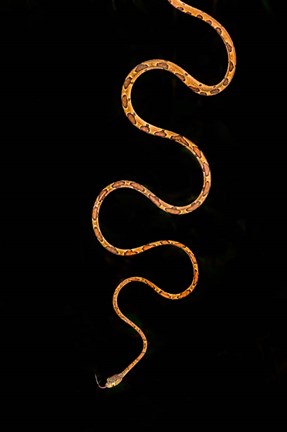 Framed Blunt-Headed Tree Snake, Sarapiqui, Costa Rica Print