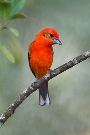 Framed Flame-Colored Tanager, Sarapiqui, Costa Rica Print