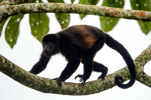 Framed Black Howler Monkey, Sarapiqui, Costa Rica Print