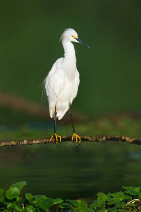 Framed Snowy Egret, Tortuguero, Costa Rica Print
