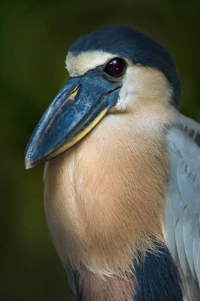 Framed Boat-Billed Heron, Tortuguero, Costa Rica Print