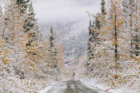 Framed Empty Forest Road, McCarthy, Alaska Print