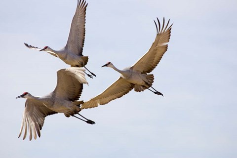 Framed Sandhill Cranes In Flight Print