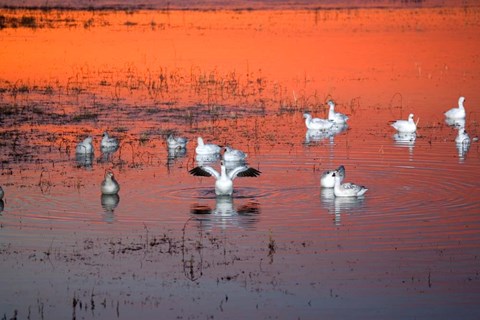 Framed Snow Geese On Water Print